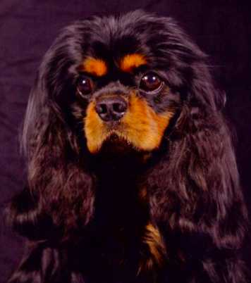 Volney Bonanza | Cavalier King Charles Spaniel 