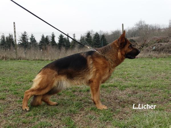 Jody il Mercabah | German Shepherd Dog 