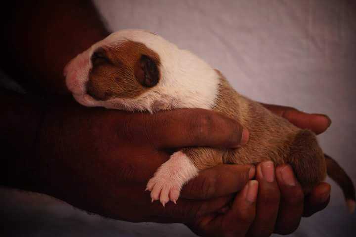 Aleydon Mayday | Bull Terrier 