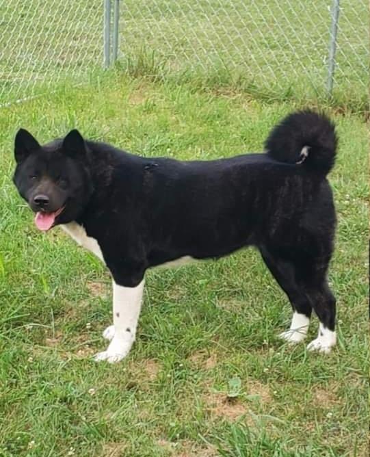 CK Akitas Kelce | Akita 