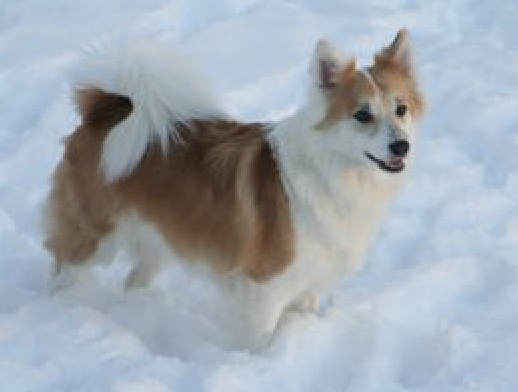 Valhalla's Golden Pied Piper | Icelandic Sheepdog 