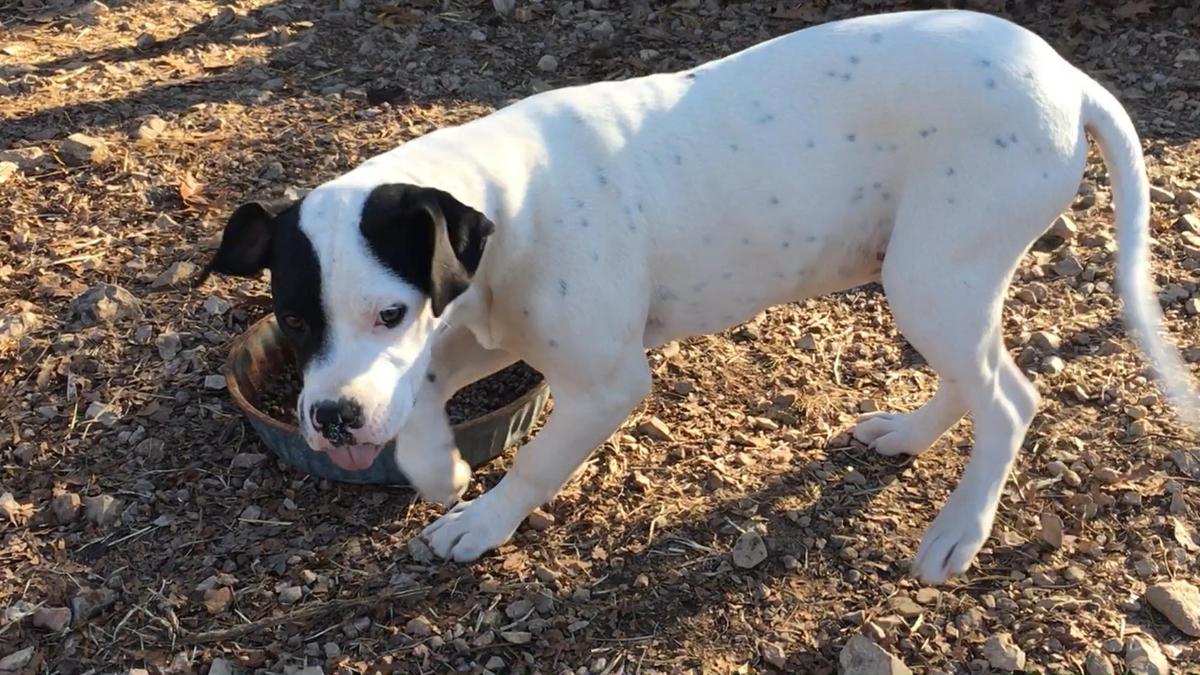 IBC's Echo of DDK | American Bulldog 