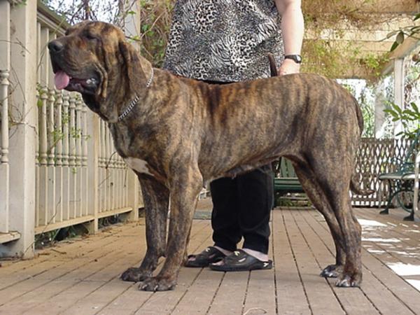 Timba do Gueto | Fila Brasileiro 