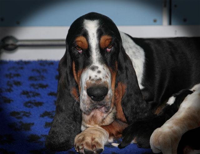 inouie du haras de la vergne | Basset Hound 