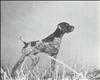 Moesgaard's Ruffy | German Shorthaired Pointer 