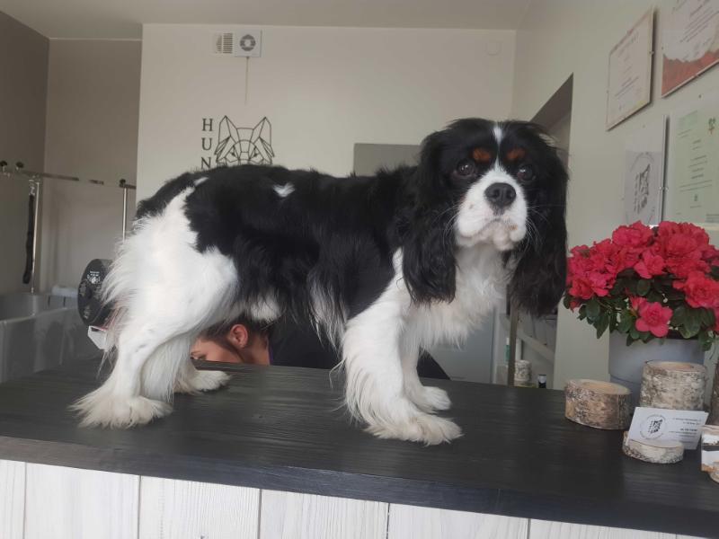 OLAF od Gabrysi | Cavalier King Charles Spaniel 