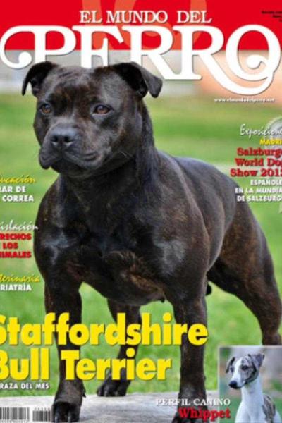 Diamonds of Blanch Black Attraction | Staffordshire Bull Terrier 