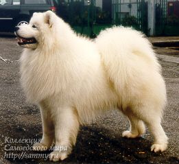 Kissme Again Dei Monti Della Vena | Samoyed 