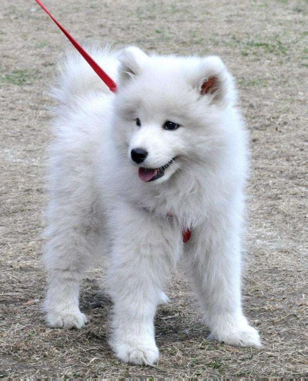 Siberian Love AMAZING SHILA | Samoyed 