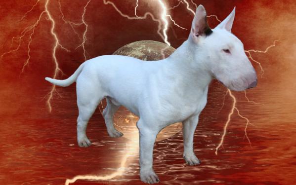 Bullies of NC's Monstrous "Maximus" | Bull Terrier 