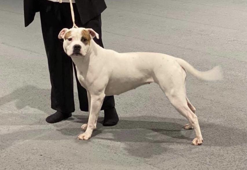 Custos Cordis Beadu | American Bulldog 