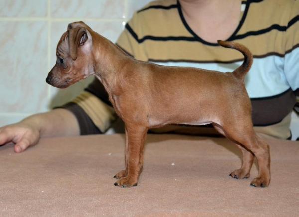 Camilla fancyface of transylvanian legend | Miniature Pinscher 