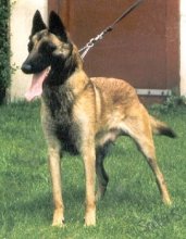 Meta des Ardents Fauves (Malinois) | Belgian Laekenois 