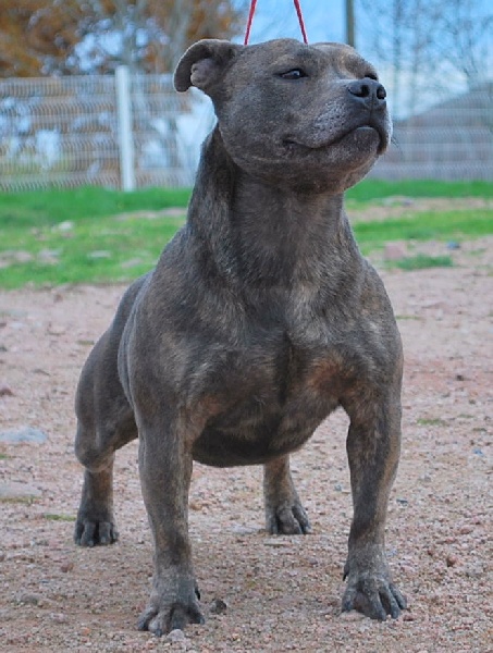 ben hur blue du flojule | Staffordshire Bull Terrier 