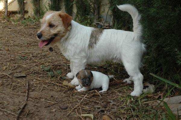 Heartily Paramount | Jack Russell Terrier 