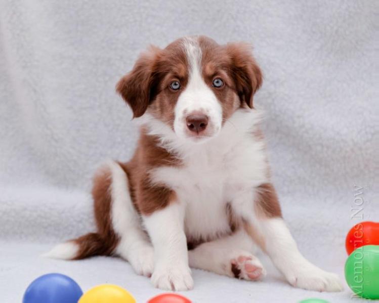 AWE BC Finn | Border Collie 