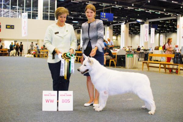 Baltic Beauty Galaxy Light | White Swiss Shepherd Dog 