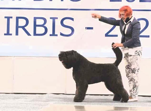 CASHMIR Bouviery z Rega FCI | Bouvier des Flandres 