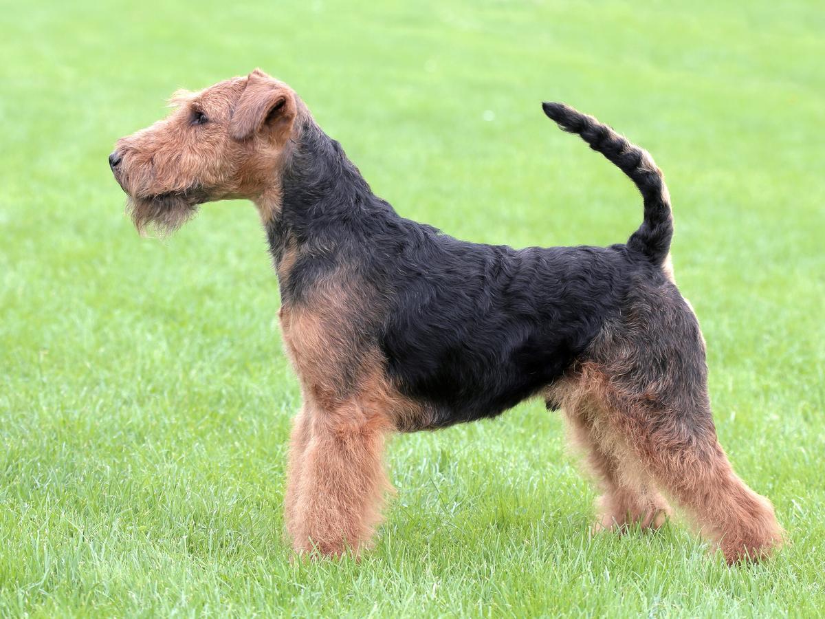 Terrierix GREAT EXPECTATIONS | Welsh Terrier 