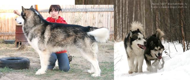 Ermalay gray star | Alaskan Malamute 