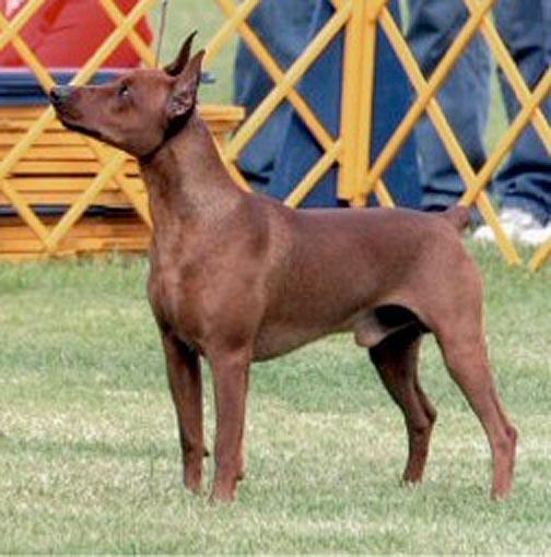 Clefell's JAGUAR | German Pinscher 