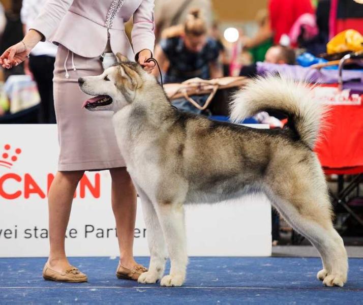 DARKWOOD DAENERYS | Alaskan Malamute 