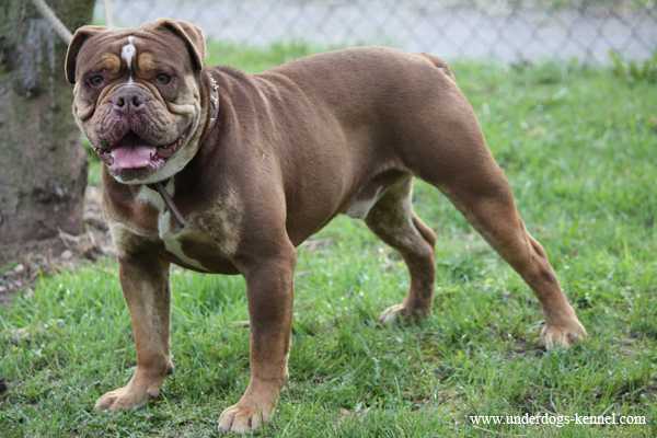 Bullforce King Arthur | Olde English Bulldogge 