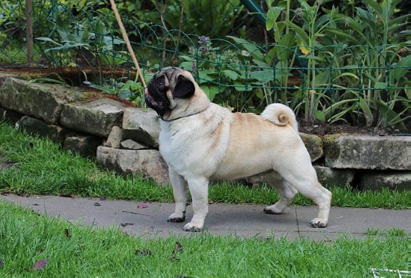 DOUBLE D COINTEAU ENDING DREAM | Pug 