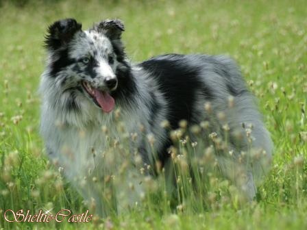 Florence of Sheltie-Castle | Shetland Sheepdog 