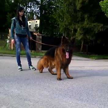 ANDO FORTE | German Shepherd Dog 