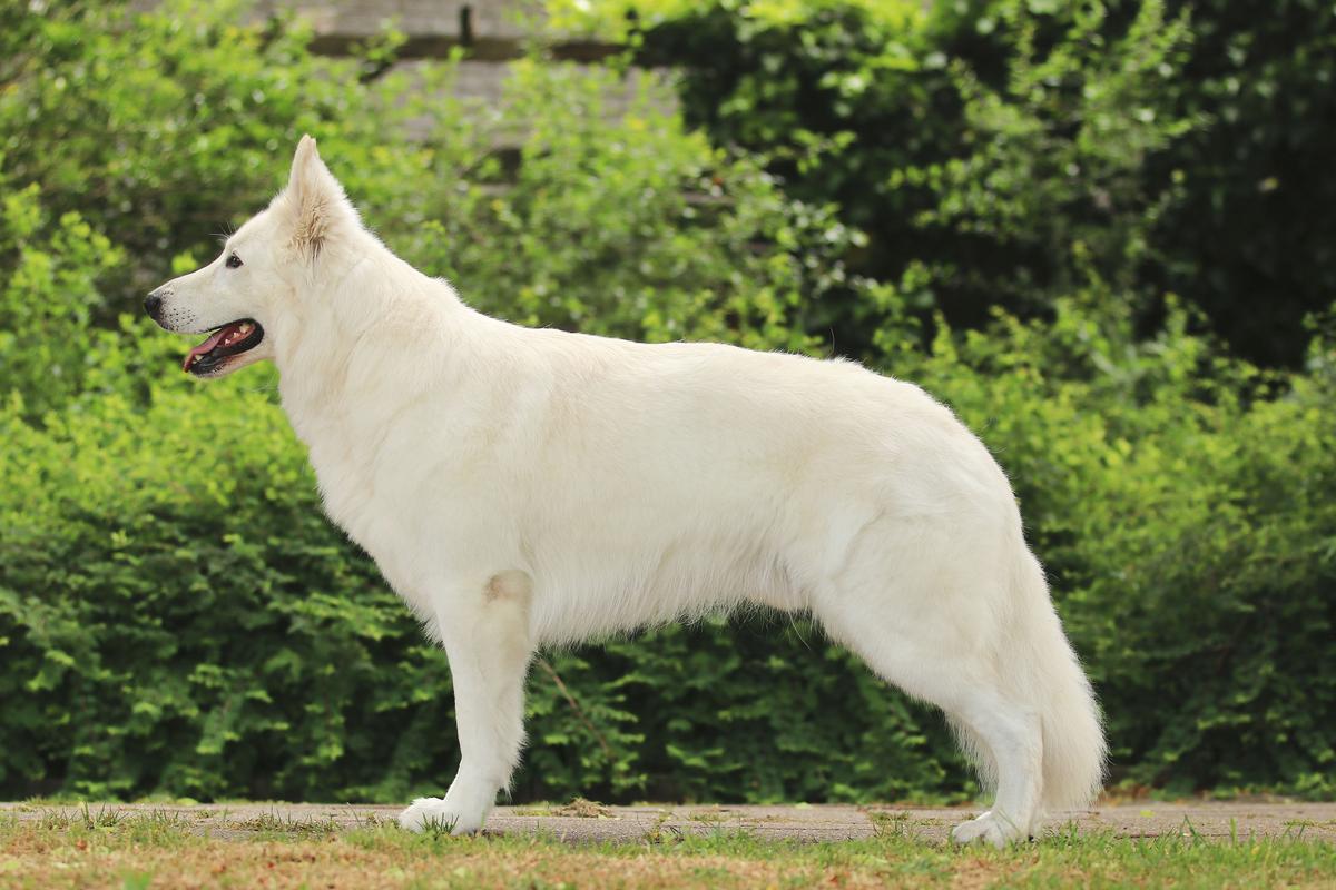 Ultimo Taien | White Swiss Shepherd Dog 