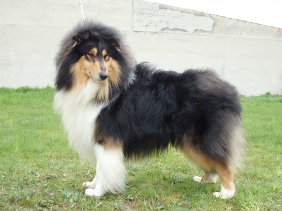 Sangtrait Black Odín | Rough Collie 