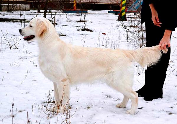 Pinkerly catherine moorland | Golden Retriever 