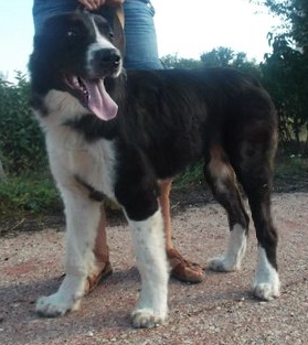 Sap-Raushan Yoltay AllaN | Central Asian Shepherd Dog 