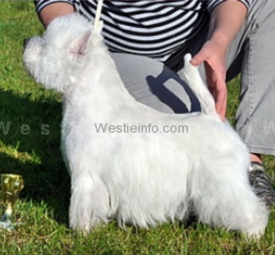 Fire Bird Irsimos | West Highland White Terrier 