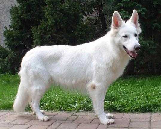 K´Chanel White Ancilias | White Swiss Shepherd Dog 