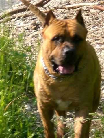 Brandon von badbull rodos | Perro de Presa Canario 