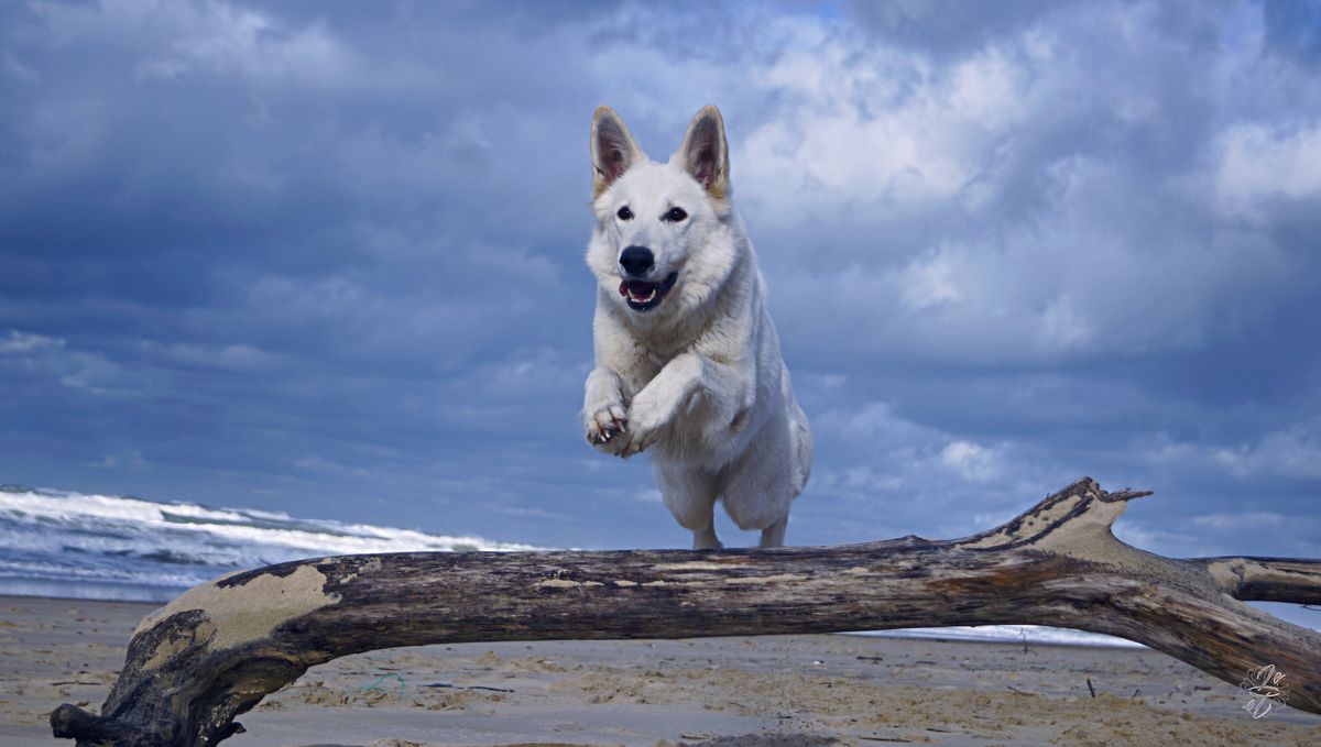 Pretty Little Angel des Gardiens du Valhalla | White Swiss Shepherd Dog 