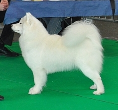 Faithfully Izzy de Sanna Gourska | Samoyed 