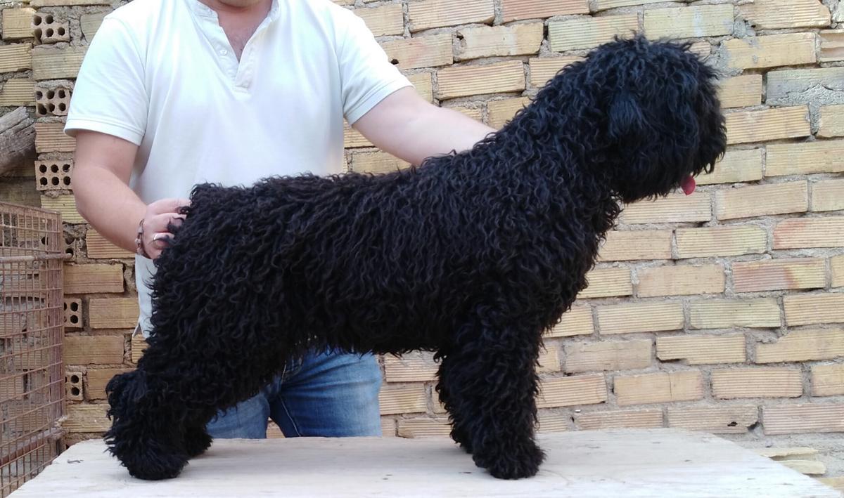 RONDA DE GUADALTEBA | Spanish Water Dog 