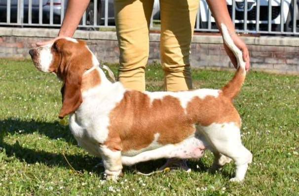 TERRA D'ORFILI HONEY | Basset Hound 