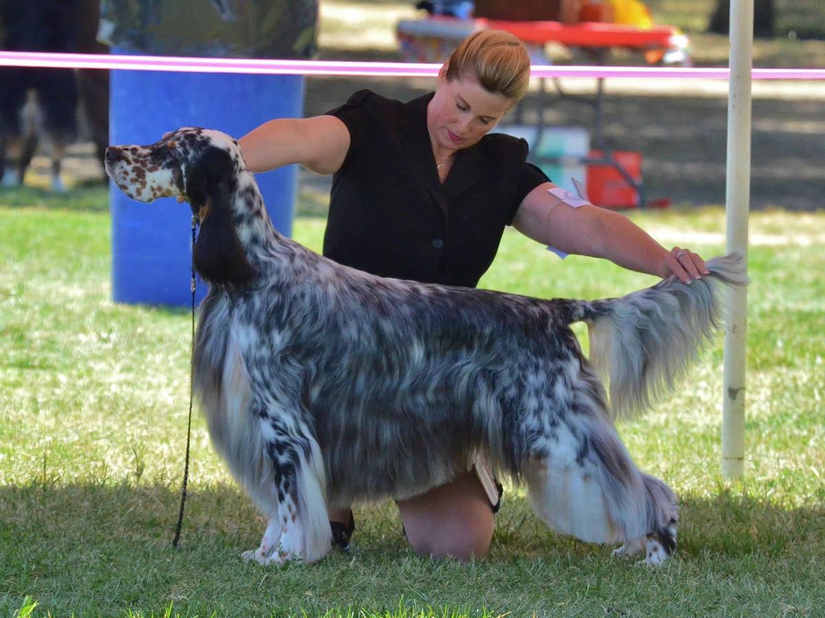 Gold Rush Party Attire | English Setter 