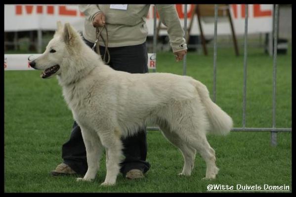 Aika Amigo &amp; Amiga | White Swiss Shepherd Dog 