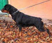 rajna | Rottweiler 