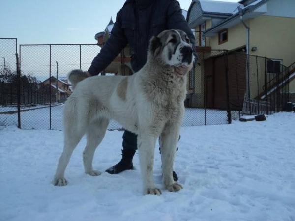Mia Caoko Mia Cera | Central Asian Shepherd Dog 