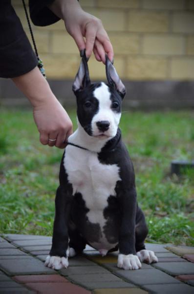My Crazy Dream Alanone | American Staffordshire Terrier 