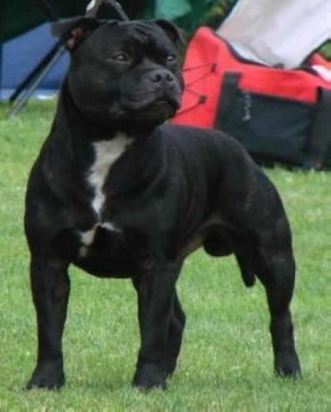 Strong Stael Billy Banter | Staffordshire Bull Terrier 