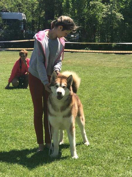 Nord Crystall Golden Gred | Alaskan Malamute 