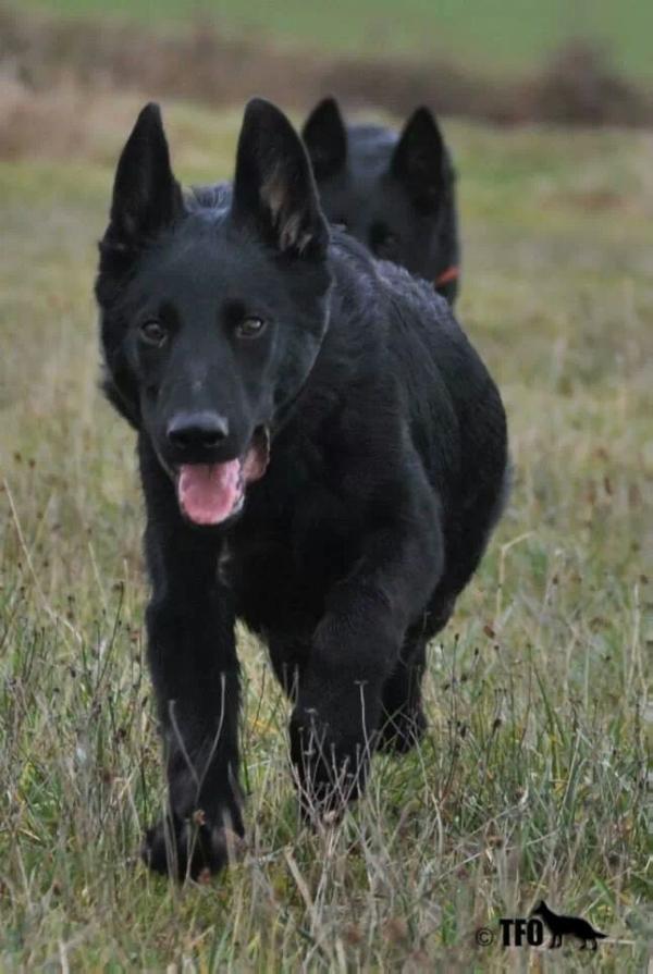 Dasan schwarze Einigkeit | German Shepherd Dog 