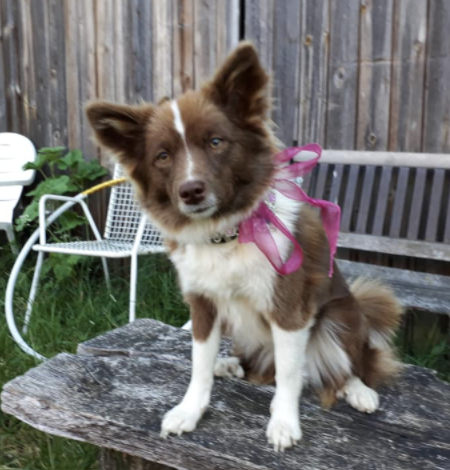 Stassa Koko Foxy | Icelandic Sheepdog 